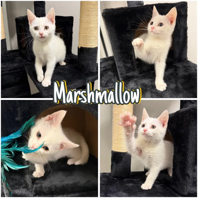 Marshmallow thumbnail 5