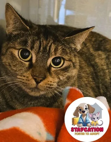 A young small-sized female Domestic Short Hair cat named Velvet for adoption in Phoenix, AZ
