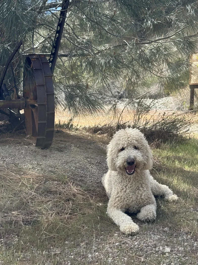 Maverick thumbnail 2