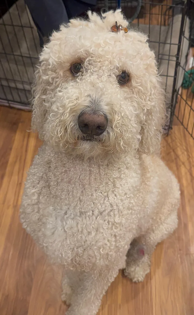 Maverick thumbnail 3