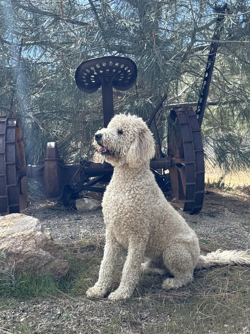 Maverick thumbnail 4