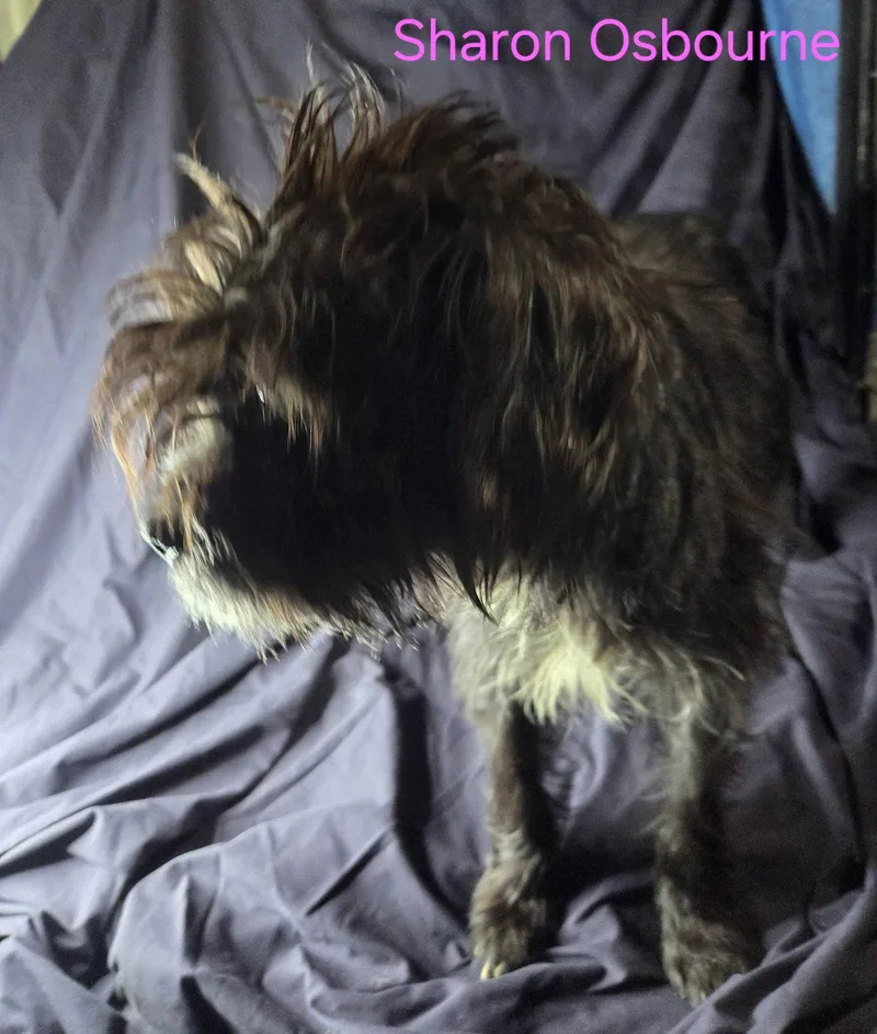 A baby medium-sized female Terrier dog named Sharon Osbourne for adoption in Newport, KY