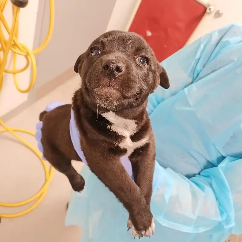 A baby small-sized male Brown / Chocolate Pit Bull Terrier dog named Izzy for adoption in Chattanooga, TN