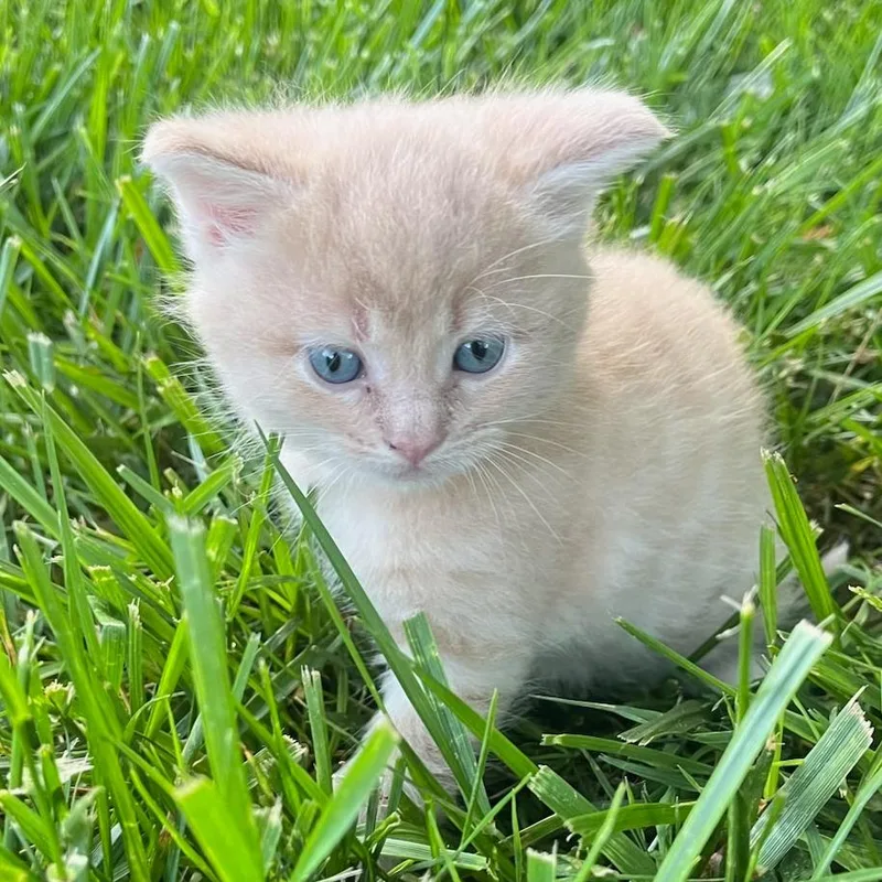 A baby small-sized male Orange / Red Domestic Medium Hair cat named Mason for adoption in Winston Salem, NC