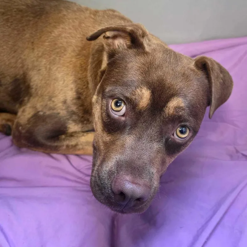 A baby small-sized male Brown / Chocolate Mixed Breed dog named Rex for adoption in Owosso, MI