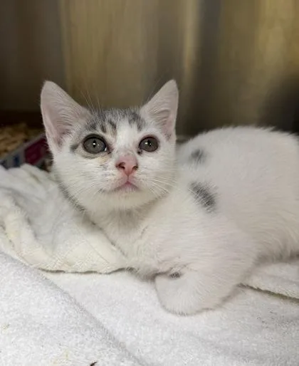 A baby small-sized male Domestic Short Hair cat named Momo for adoption in Honolulu, HI
