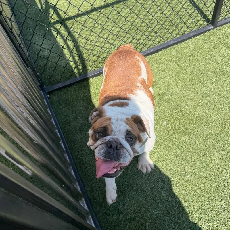 An adult medium-sized female English Bulldog dog named Abby for adoption in Zionsville, IN