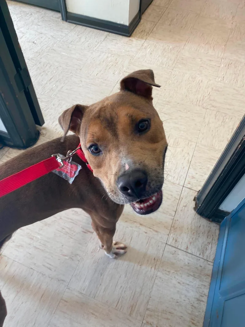 An adult medium-sized male Brown / Chocolate Pit Bull Terrier dog named Rufus for adoption in Wantagh, NY