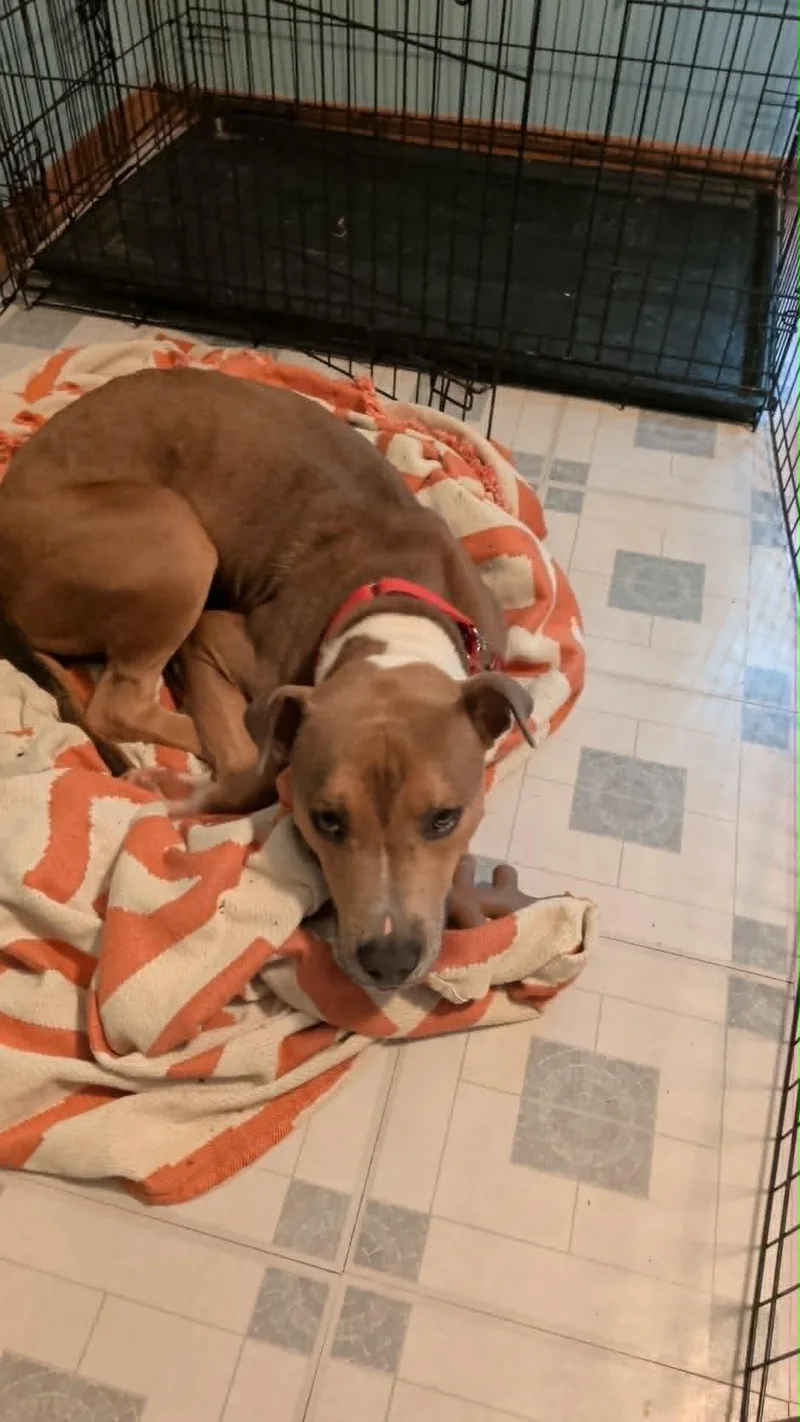 Rufus thumbnail 2
