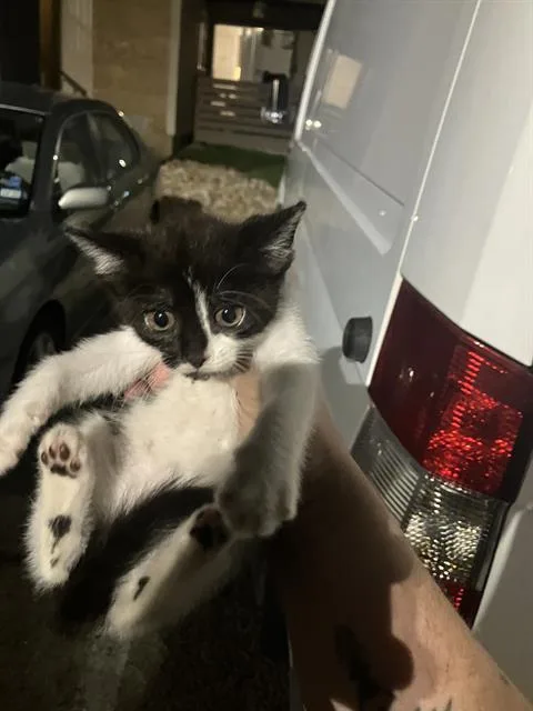 A baby medium-sized female Domestic Medium Hair cat named Avery for adoption in Dallas, TX