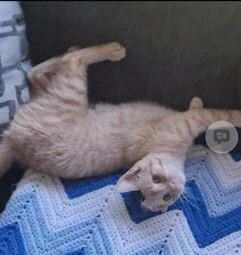 A baby medium-sized male Orange / Red Domestic Short Hair cat named Hobbes for adoption in Walled Lake, MI