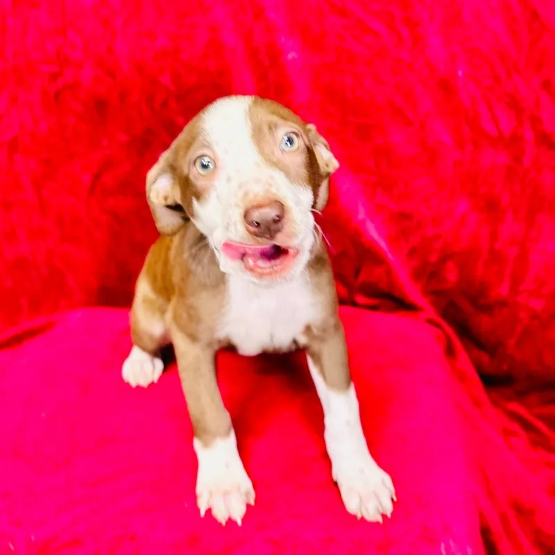 A baby small-sized female Hound dog named Arya for adoption in Franklin, NC