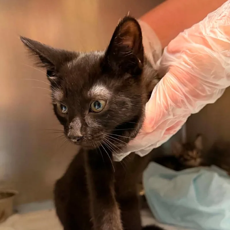 A baby small-sized male Black Domestic Short Hair cat named Fresier for adoption in Charleston, WV