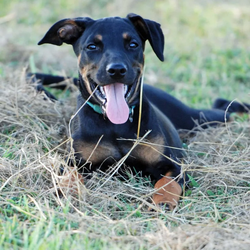 A baby medium-sized female Black Doberman Pinscher dog named Bailey for adoption in Madisonville, TX