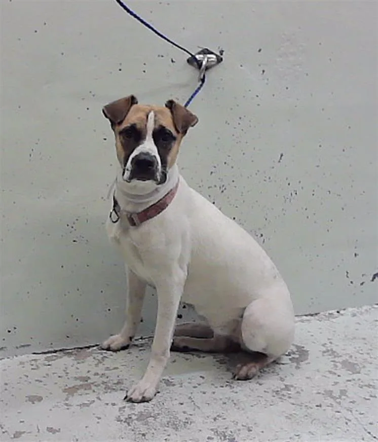 A young medium-sized female Staffordshire Bull Terrier dog named Skye for adoption in Houston, TX