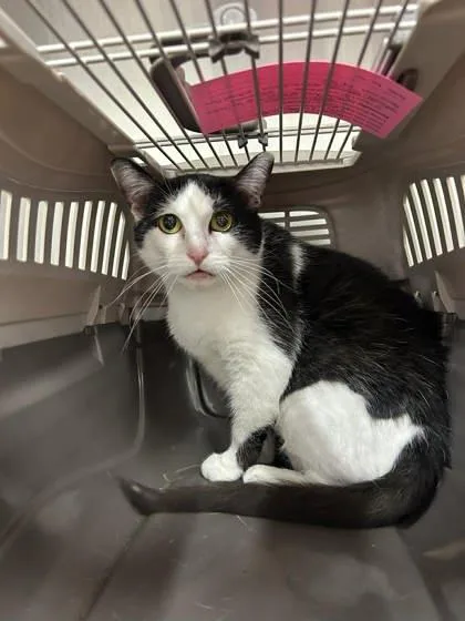 An adult small-sized female Black & White / Tuxedo Domestic Short Hair cat named Violet for adoption in Annapolis, MD