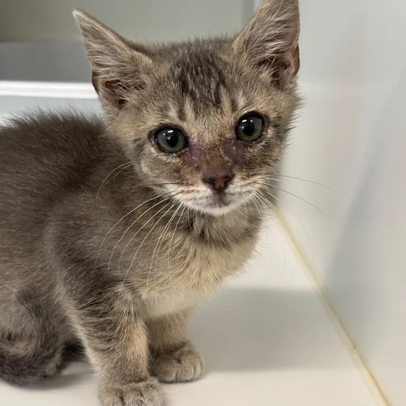 A baby small-sized male Gray / Blue / Silver Domestic Short Hair cat named Curious George for adoption in League City, TX