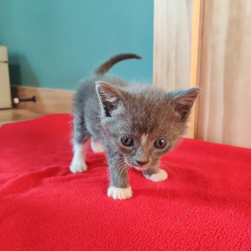 A young small-sized male Gray / Blue / Silver Domestic Short Hair cat named Spruce for adoption in Durham, NC