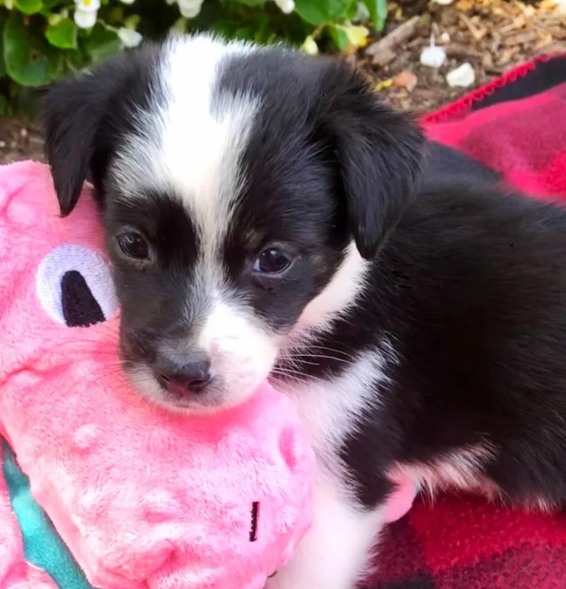 A baby small-sized male Black Shetland Sheepdog / Sheltie dog named Bandit for adoption in Lake Geneva, WI