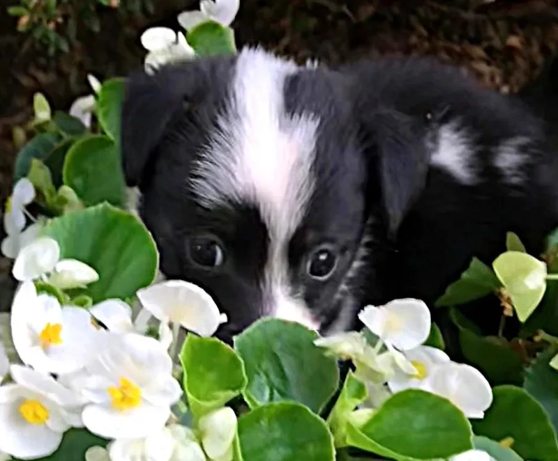 Bandit thumbnail 4