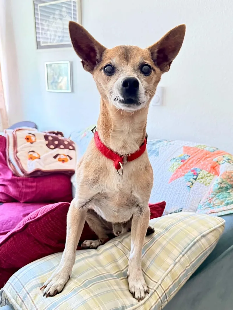 An adult small-sized male Chihuahua dog named Jack Grumpelstiltskin for adoption in North Bend, WA