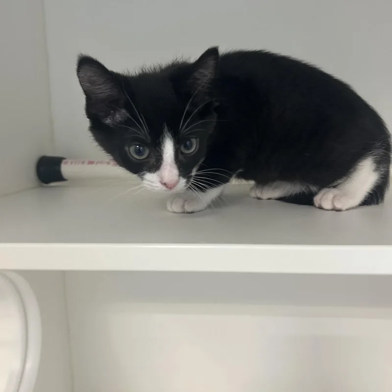 A baby small-sized male Black Domestic Short Hair cat named Construction Paper for adoption in Greensboro, NC