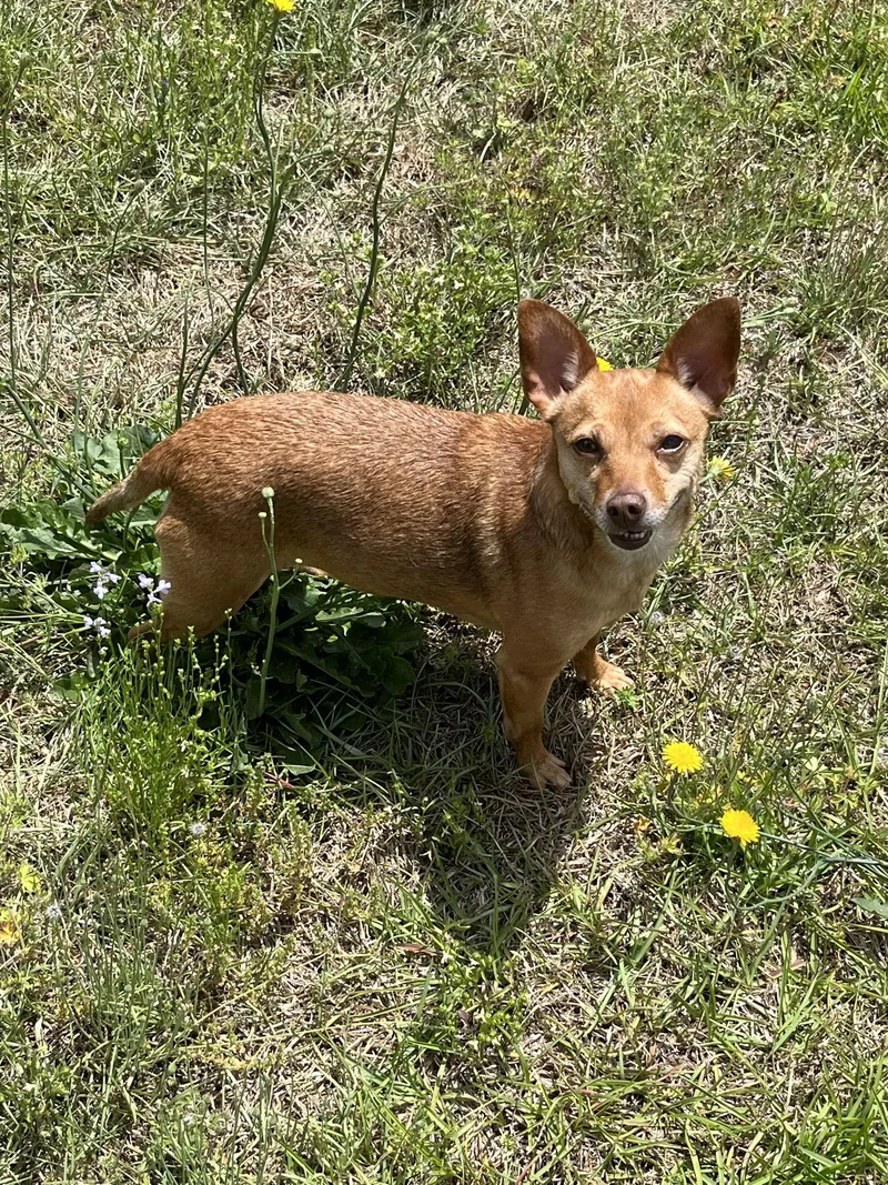 A senior small-sized female Chihuahua dog named Bambi  [bonded To for adoption in Holly Springs, NC