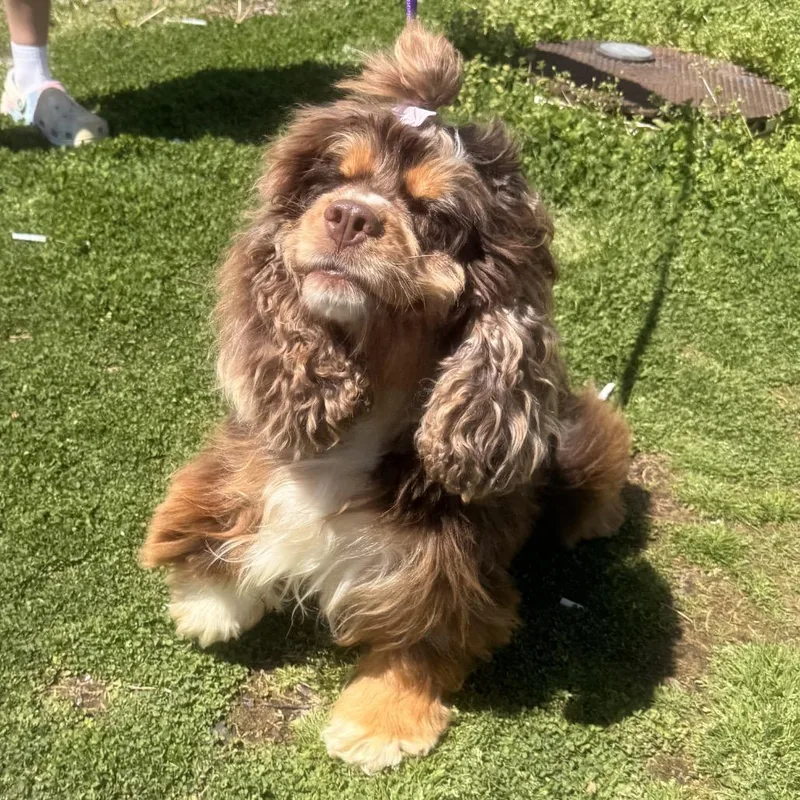 An adult medium-sized female Brown / Chocolate Cocker Spaniel dog named Dani for adoption in Pittsburg, KS