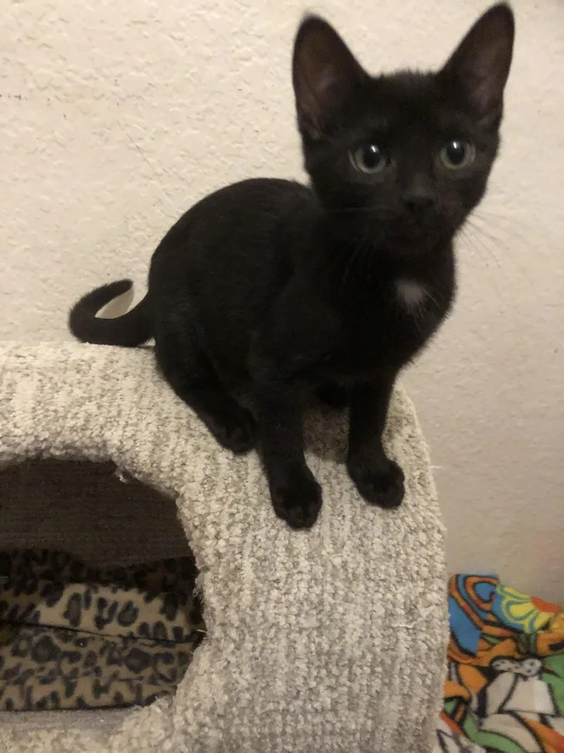 A baby small-sized female Black & White / Tuxedo Domestic Short Hair cat named Cindy Brady for adoption in Mission Viejo, CA