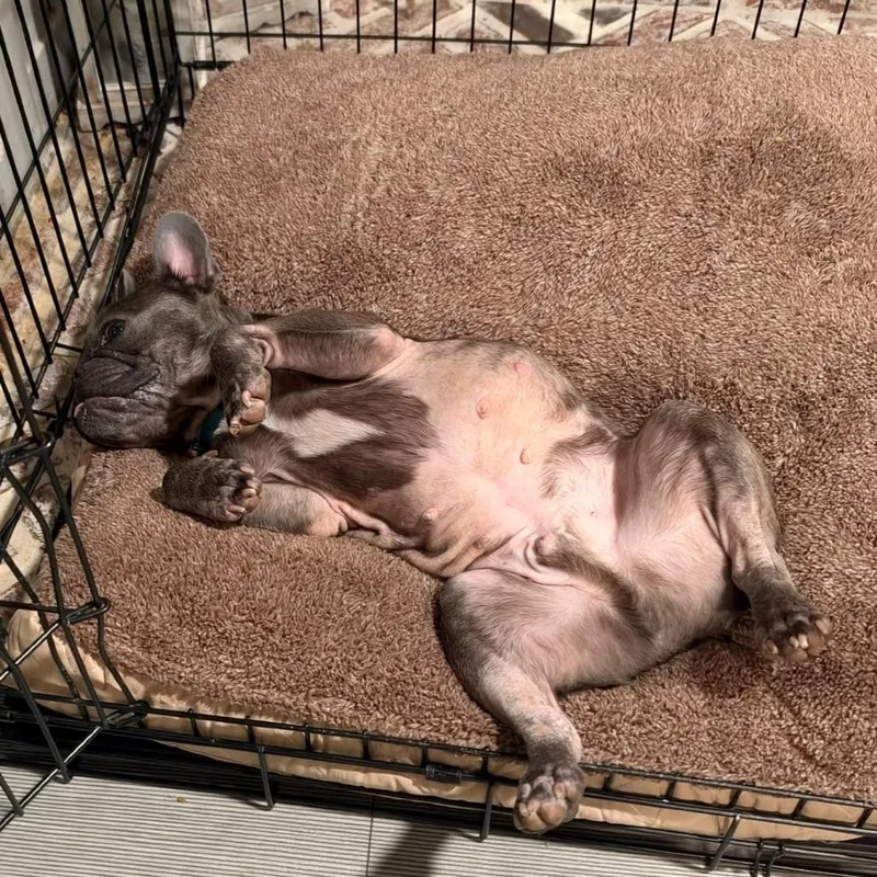 An adult small-sized male French Bulldog dog named Duke for adoption in Huber Heights, OH