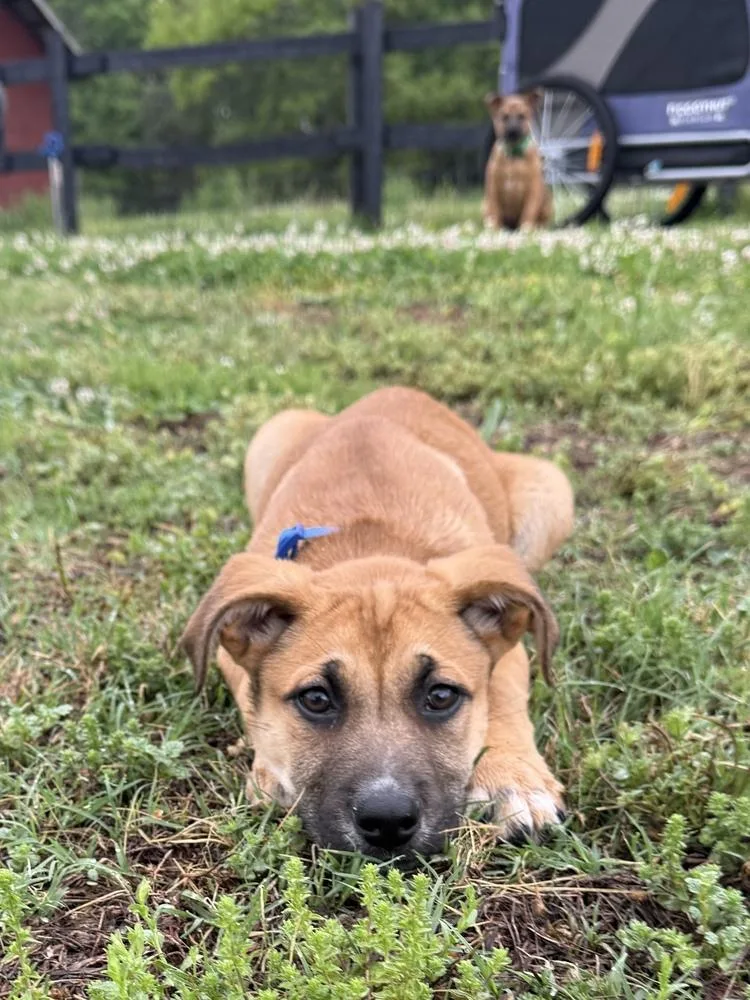A baby large-sized male Tricolor (Brown, Black, & White) Mastiff dog named Lion for adoption in Hartwell, GA