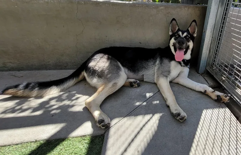 A young medium-sized female Shepherd dog named Mavis for adoption in Corona Del Mar, CA