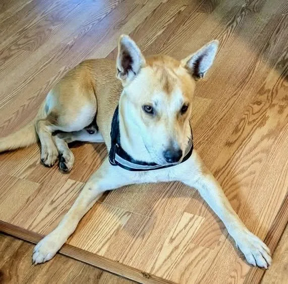 An adult medium-sized male Apricot / Beige Carolina Dog dog named Lucky Buck for adoption in Cypress, TX