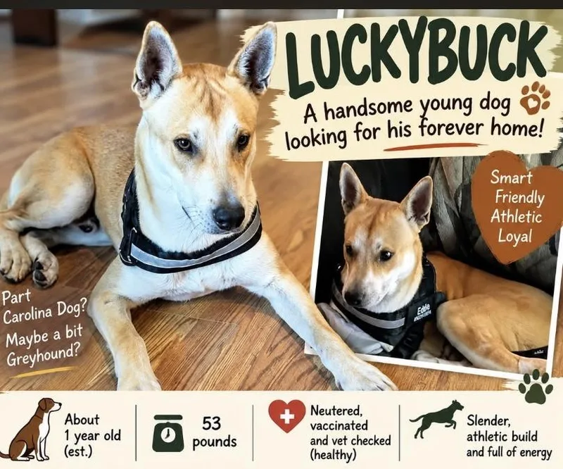 Lucky Buck thumbnail 2