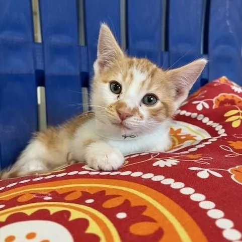 A baby medium-sized male Orange & White Domestic Short Hair cat named Fern for adoption in Stafford, VA