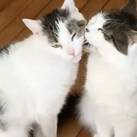An adult medium-sized female Gray & White Domestic Medium Hair cat named Minnie and Petey for adoption in Marblehead, MA