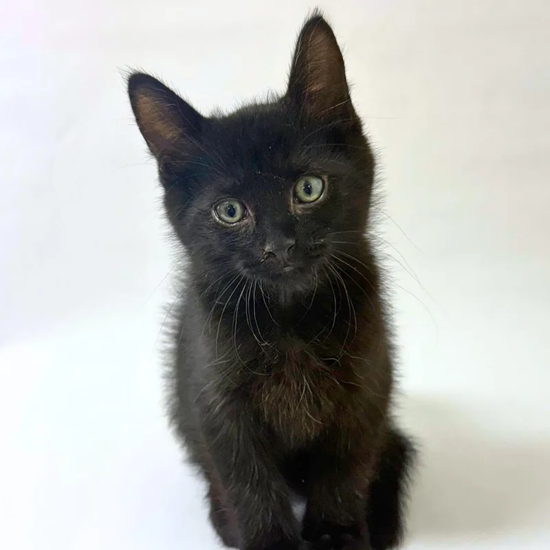 A baby medium-sized male Black Domestic Short Hair cat named Taylor for adoption in Pasco, WA