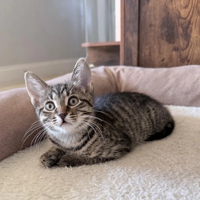 Harrison thumbnail 6