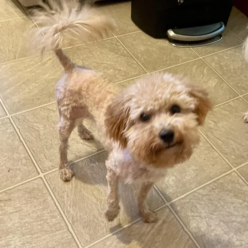 A baby small-sized female Miniature Poodle dog named Maple for adoption in High View, WV