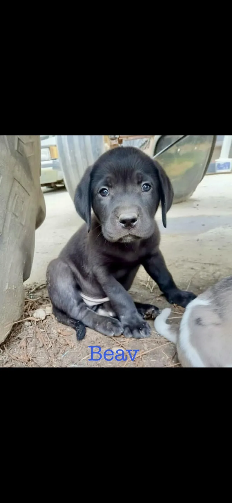 A baby medium-sized male Catahoula Leopard Dog dog named Beav for adoption in seaside heights, NJ