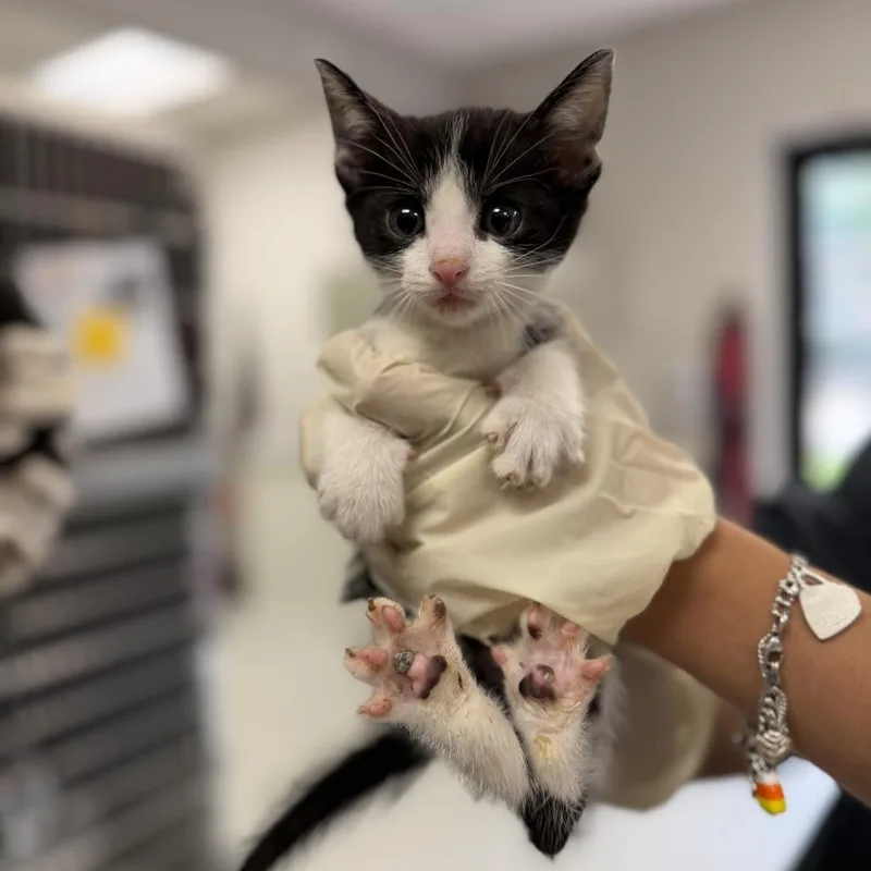 A baby small-sized male Black Domestic Short Hair cat named Crackle for adoption in Houston, TX