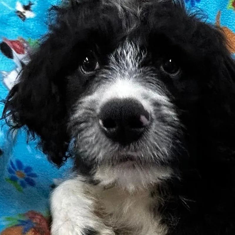 A baby large-sized male Black Bernedoodle dog named Freedom for adoption in Bartonsville, PA