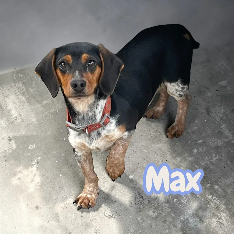 Max