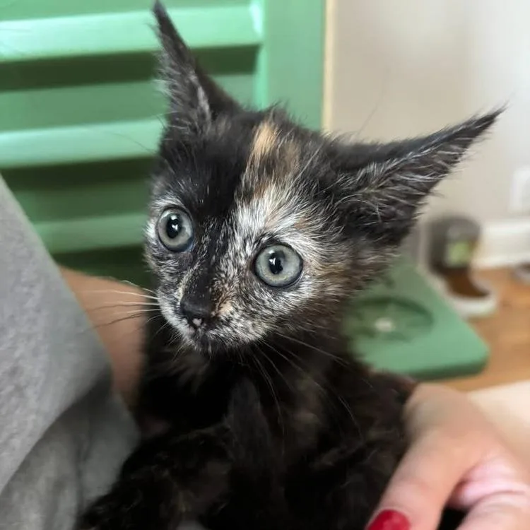 A baby small-sized female Black Domestic Short Hair cat named Sabby for adoption in Long Island City, NY