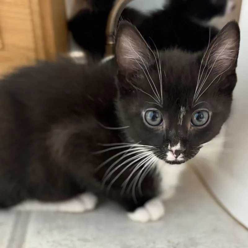 A baby small-sized male Black Domestic Short Hair cat named Peppercorn for adoption in Bel Air, MD