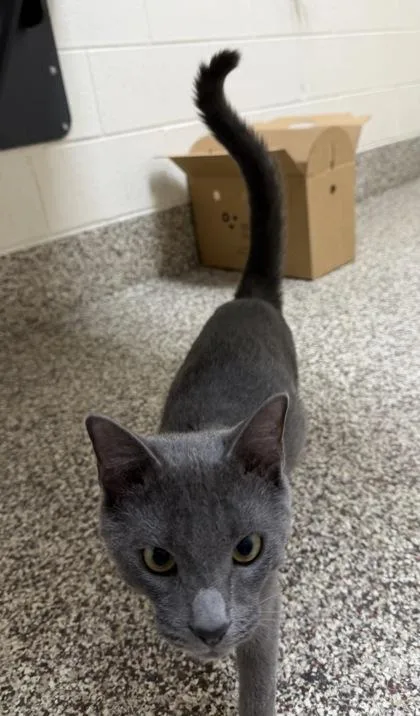 A young medium-sized male Domestic Short Hair cat named Marc for adoption in Westland, MI
