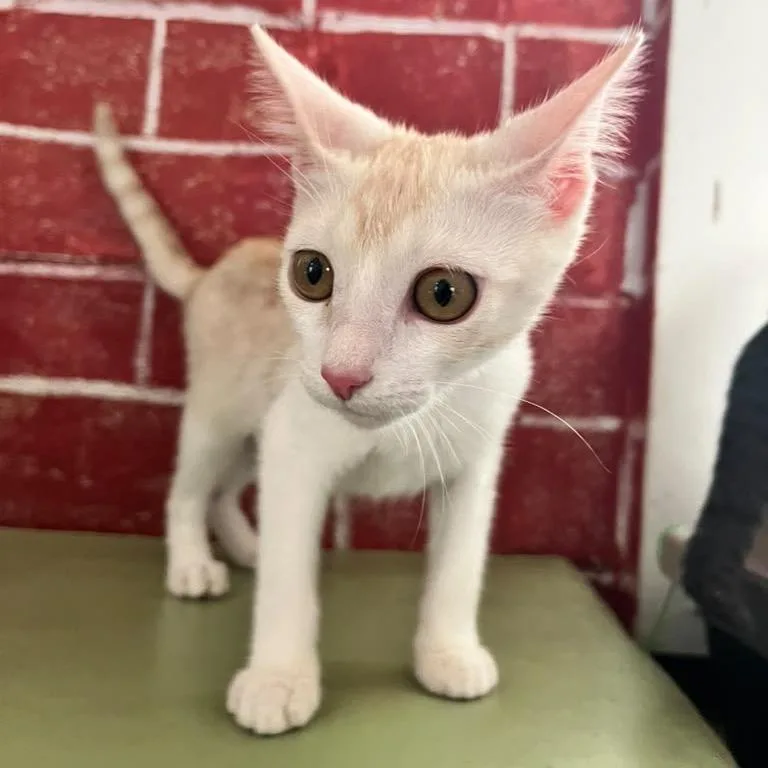 A baby small-sized female White Domestic Short Hair cat named Victoria for adoption in Laredo, TX