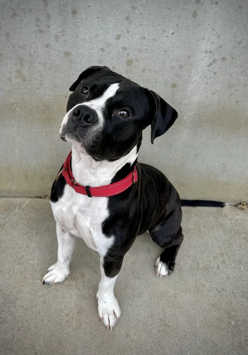 Meatloaf thumbnail 2