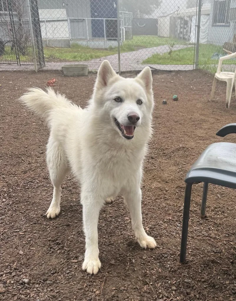 A young large-sized male Husky dog named Ghost for adoption in Lemoore, CA
