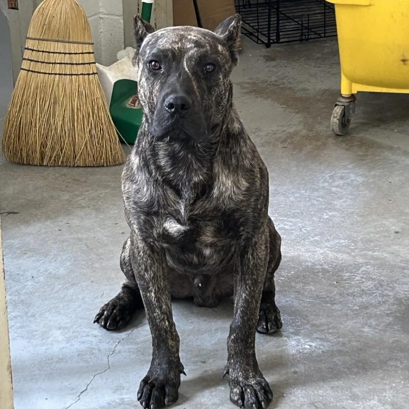 An adult large-sized male Brindle Presa Canario dog named Zeus for adoption in Dillon, SC